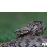 گونه گرزه مار Levantine Viper